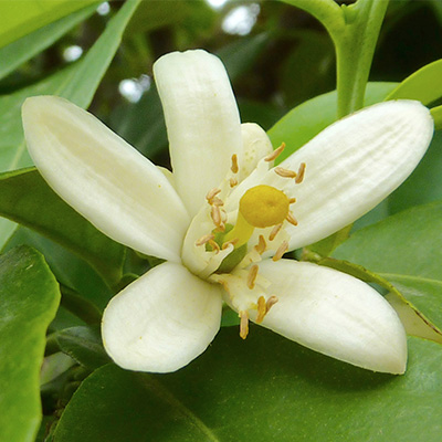 neroli-400